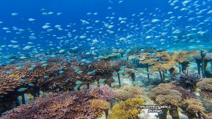 恩納村 ダイビングライセンス