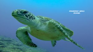 沖縄 恩納村 ダイビングライセンス