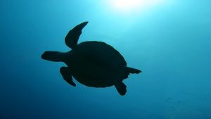 恩納村 ダイビングライセンス