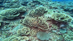 リュウキュウキッカサンゴ