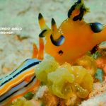 ウミウシ　マクロダイビング　ゴリラチョップでフォトダイビング