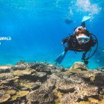 沖縄北部　ゴリラチョップでマクロダイビング！