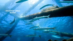 恩納村 ダイビングライセンス