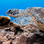 アドバンスおめでとう!沖縄でダイビングライセンス講習!