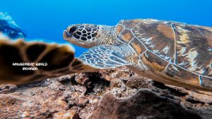 アドバンスおめでとう！沖縄でダイビングライセンス講習！