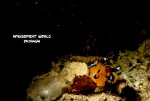 ピカチュウウミウシ