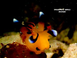 ピカチュウウミウシ