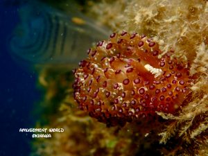 コヤナギウミウシ