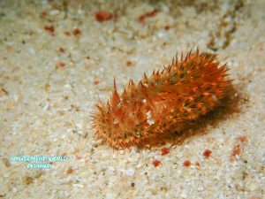 トゲトゲウミウシ