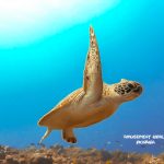 沖縄の海 荒れてます・・