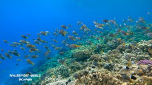 恩納村 ダイビングライセンス