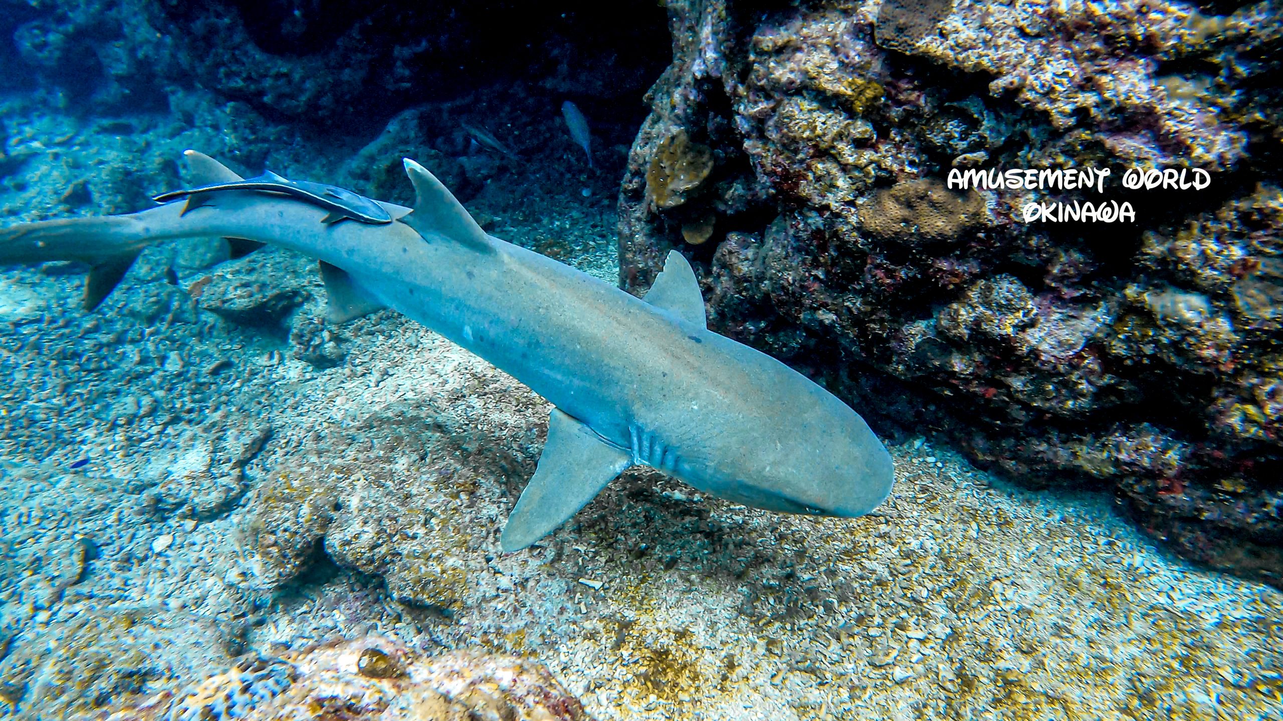 沖縄 水納島・瀬底島ダイビング　サメに遭遇！サメもびっくり！