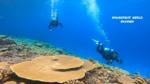 恩納村 ダイビングライセンス