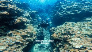 沖縄 ダイビングライセンス