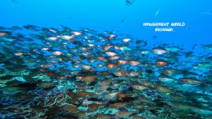 水納島ファンダイビング