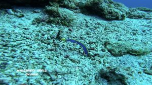 ハナヒゲウツボ