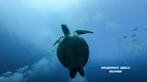 沖縄 ダイビングライセンス