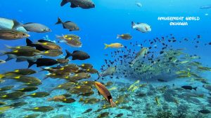 ケラマ諸島 オールドリフトダイビング！！