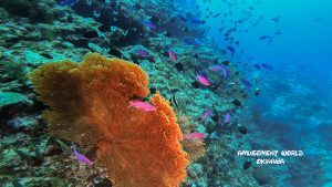 辺戸キャニオン