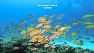 水納島ファンダイビング！快晴の沖縄でダイビング！