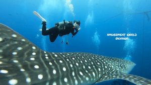 ジンベイザメ　ダイビング