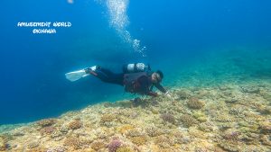 恩納村 ダイビングライセンス