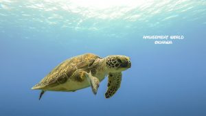 ケラマ ダイビング