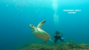 恩納村 ダイビングライセンス