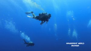 沖縄 トライアングル ダイビング