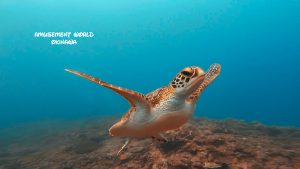 恩納村 ダイビングライセンス