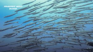 沖縄 トライアングル ダイビング