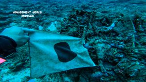 エモンズ ダイビング