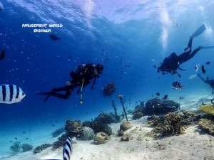 恩納村 ダイビング