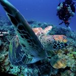 恩納村真栄田岬ファンダイビング!安定のウミガメ!