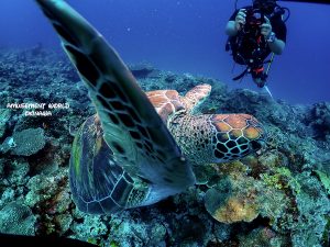 恩納村 ダイビング