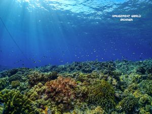 ケラマ ダイビング