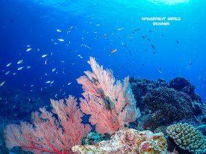 ケラマダイビング