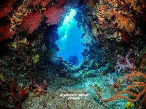 ケラマ ダイビング