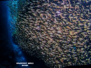 慶良間 ダイビング