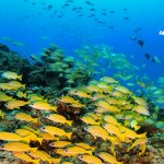 水納島ファンダイビング!ヨスジもスカシも増えてます!