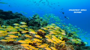 水納島　ダイビング