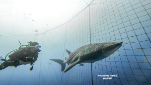 沖縄 ジンベエ ダイビング