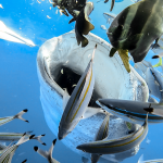 沖縄 ジンベエザメダイビング ジンベエとダイビング