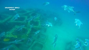 トライアングル ダイビング