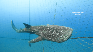 恩納村 ダイビングライセンス