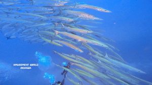 ドライアングル ダイビング