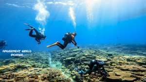 恩納村 万座ファンダイビング!サメにサンゴに!