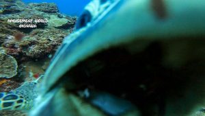 恩納村 ダイビングライセンス