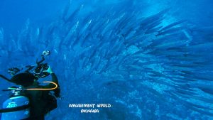 沖縄 トライアングル ダイビング