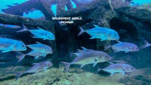 トライアングル ダイビング